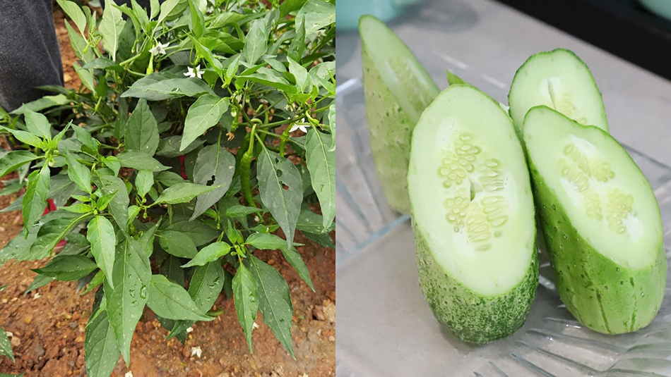 电子游戏平台app